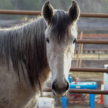 Ooh She's a Grey Beauty
