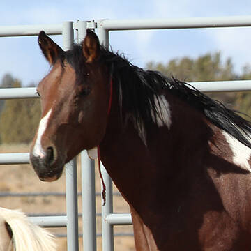Equimero's Paula