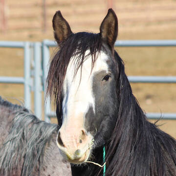 Marley (TAG 5120)