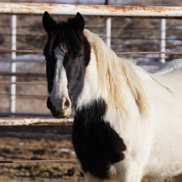 Equinaturas Molly (TAG 0404)