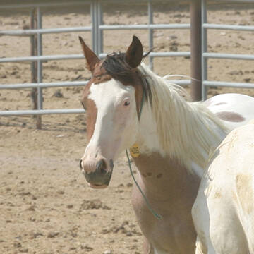 Hippodung's Hoka Hey