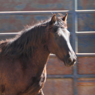 Duchess (TAG 6620)