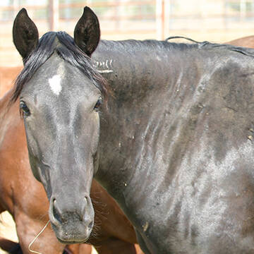 Goldpferd's Flicka
