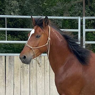 Pegasus' Mary Joy