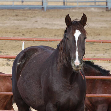 HIPPODUNG's Onatha