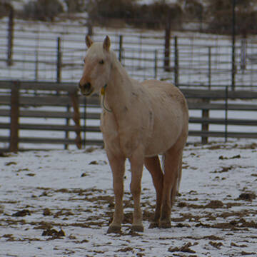Equiteam's Golden Spirit
