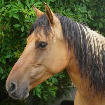 Fortunas Mysterious Girl (TAG 5477)
