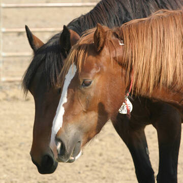 Equiteam's Whisper