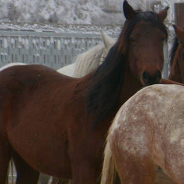 PFERD&REITERs Joyful Journey