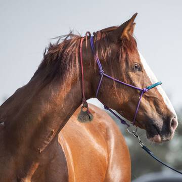 Hartog's Abby