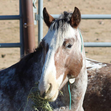 Geronimo (TAG 5038)