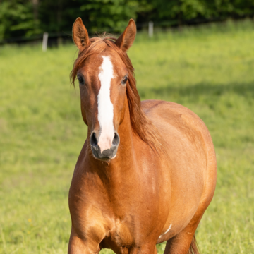 Stroy's Spotted Jack (TAG 1845)