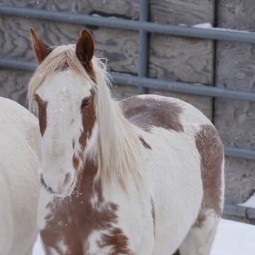 Equimero's Wild Ella (TAG 7893)