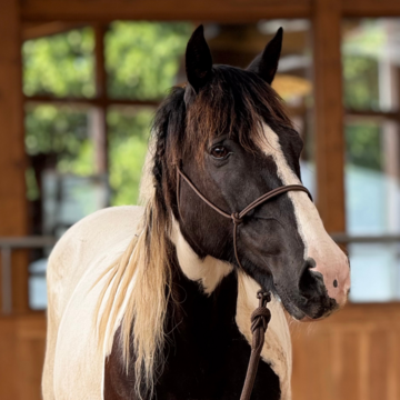Equinaturas Molly (TAG 0404)